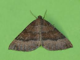 Attēlu rezultāti vaicājumam “Larentia clavaria”