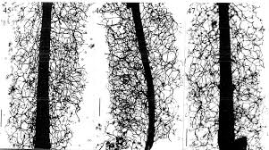 Attēlu rezultāti vaicājumam “Stemonitis marjana stalked”