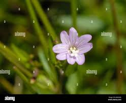 Attēlu rezultāti vaicājumam “Epilobium montanum flower”