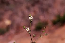 Attēlu rezultāti vaicājumam “Arenaria serpyllifolia flower”