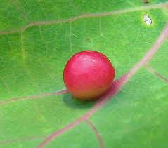 Attēlu rezultāti vaicājumam “Harmandia”