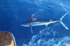 Image result for Kajikia albida