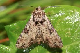 Attēlu rezultāti vaicājumam “Apamea epomidion”