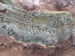 Attēlu rezultāti vaicājumam “Arthonia spadicea”