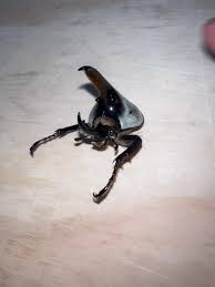 Attēlu rezultāti vaicājumam “Cytilus sericeus”