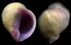 Attēlu rezultāti vaicājumam “Ombrophila violacea”