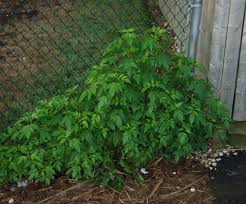 Attēlu rezultāti vaicājumam “Bidens frondosa fruit”