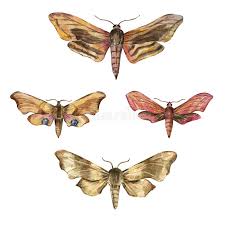 Attēlu rezultāti vaicājumam “Laothoe amurensis”