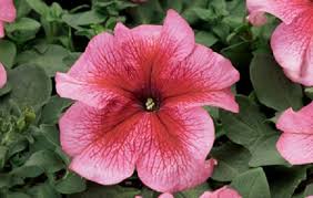 Image result for Petunie