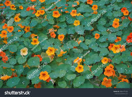 Attēlu rezultāti vaicājumam “Tropaeolaceae”