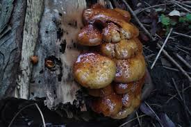 Attēlu rezultāti vaicājumam “Oligonema favogineum sessile”