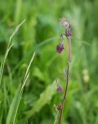 Attēlu rezultāti vaicājumam “Pedicularis palustris fruit”