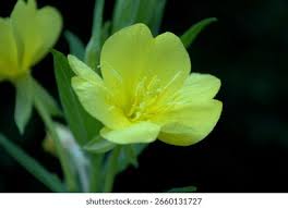 Attēlu rezultāti vaicājumam “Onagraceae”