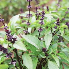 Image result for Ocimum basilicum