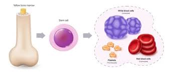 Image result for BMAC