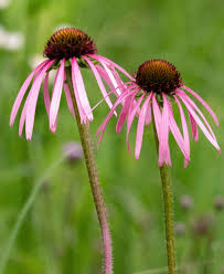 Image result for Echinacea pallida
