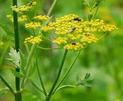 Image result for Pastinaca sativa