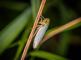 Attēlu rezultāti vaicājumam “Cicadellidae”