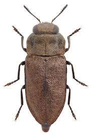 Attēlu rezultāti vaicājumam “Anthaxia quadripunctata”