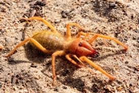 Attēlu rezultāti vaicājumam “Arachnida”