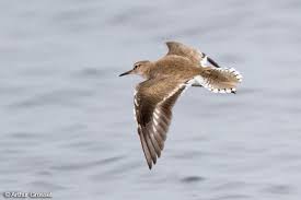 Attēlu rezultāti vaicājumam “Actitis hypoleucos”