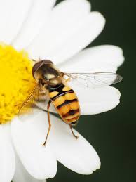 Attēlu rezultāti vaicājumam “Eupeodes corollae”