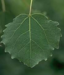 Attēlu rezultāti vaicājumam “Populus tremula leaf”
