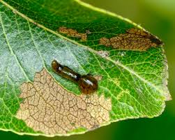 Attēlu rezultāti vaicājumam “Caliroa annulipes larva”