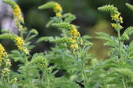 Attēlu rezultāti vaicājumam “Agrimonia eupatoria leaf”
