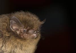 Attēlu rezultāti vaicājumam “Pipistrellus nathusii”