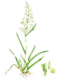 Attēlu rezultāti vaicājumam “Milium effusum”