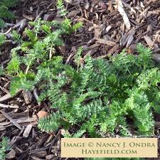 Attēlu rezultāti vaicājumam “Carum carvi leaf”