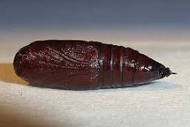 Attēlu rezultāti vaicājumam “Lacanobia contigua imago”