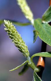Attēlu rezultāti vaicājumam “Salix x doniana flower”