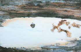 Attēlu rezultāti vaicājumam “Antrodia pulvinascens”