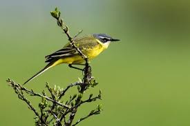 Attēlu rezultāti vaicājumam “Motacilla flava flava”