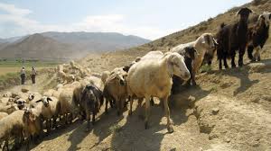 Image result for Nomads