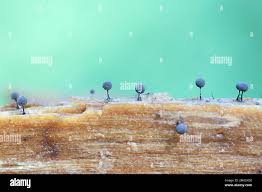 Attēlu rezultāti vaicājumam “Collaria arcyrionema”