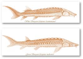 Image result for Acipenser medirostris