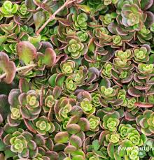 Image result for Mauerpfeffer