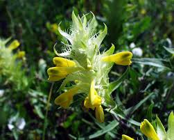 Attēlu rezultāti vaicājumam “Melampyrum sylvaticum flower”