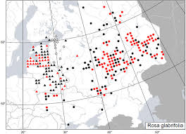 Attēlu rezultāti vaicājumam “Rosa glabrifolia”