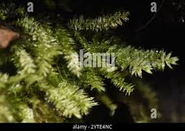 Attēlu rezultāti vaicājumam “Pseudotaxiphyllum elegans”