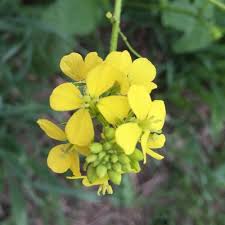 Attēlu rezultāti vaicājumam “Sinapis arvensis flower”