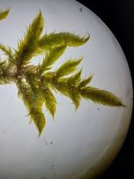 Attēlu rezultāti vaicājumam “Hypnum cupressiforme var. lacunosum sporophyte”