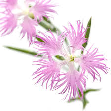 Image result for Dianthus superbus