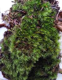 Attēlu rezultāti vaicājumam “Dicranum montanum”