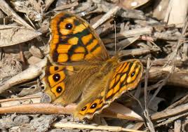 Attēlu rezultāti vaicājumam “Pararge aegeria upperside”