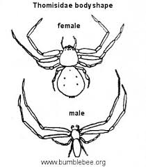 Attēlu rezultāti vaicājumam “Thomisidae”