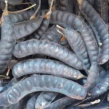 Attēlu rezultāti vaicājumam “Gleditsia triacanthos fruit”